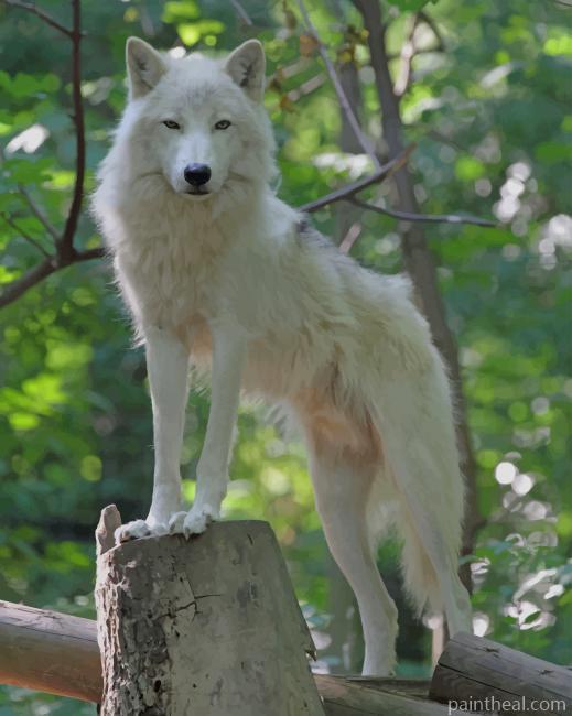 White Wild Wolf Painting By Numbers Kits