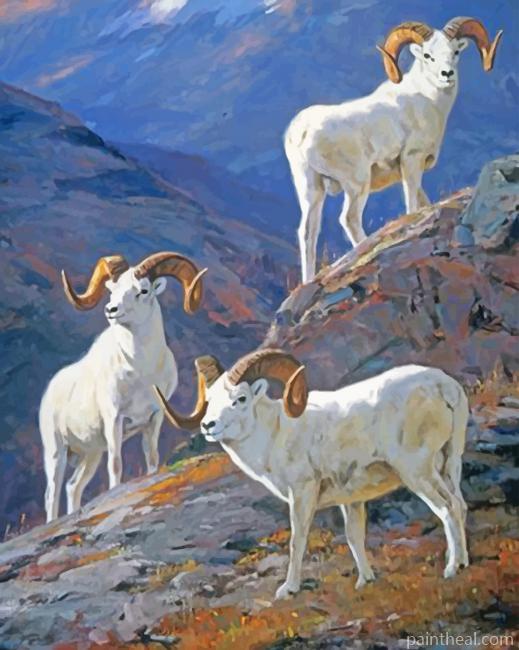 White Big Horned Sheeps Artwork Painting By Numbers Kits