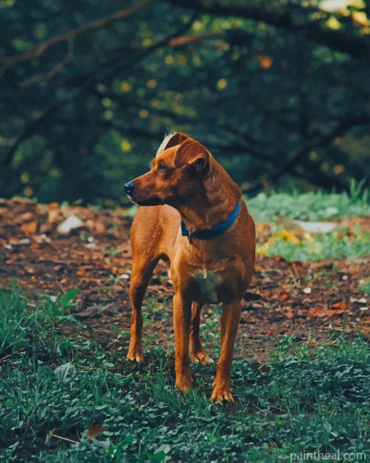 Plott Hound Dog In Forest Painting By Numbers Kits