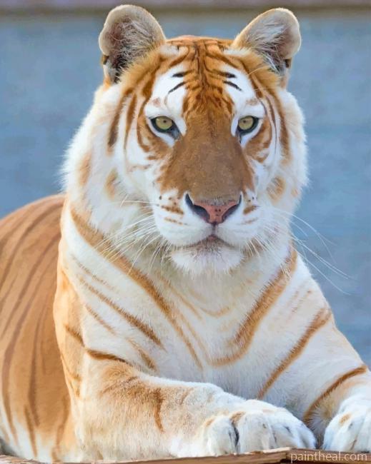 Female Golden Tiger Painting By Numbers Kits