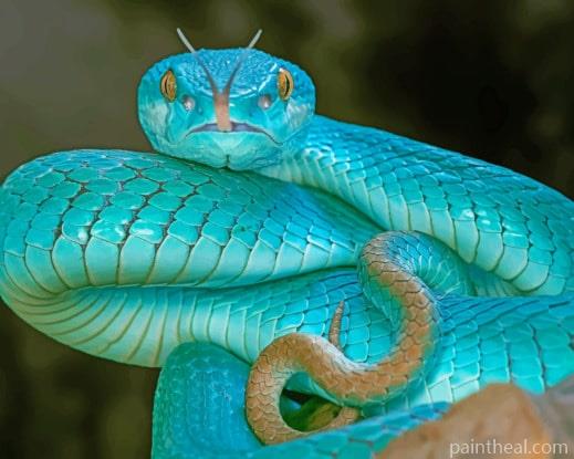 Blue Snake Viper Painting By Numbers Kits