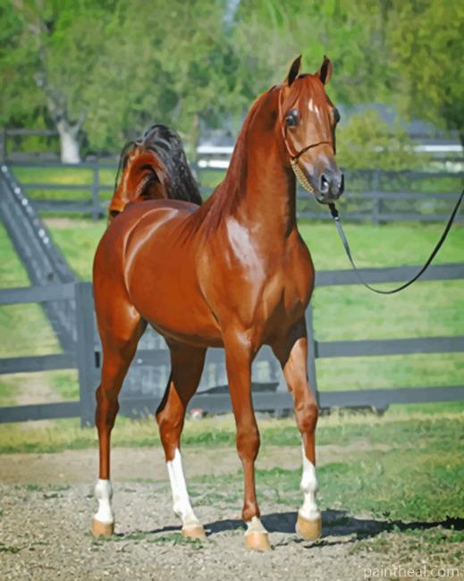 Arabian Brown Horse Painting By Numbers Kits