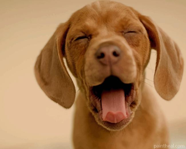 Sleepy Brown Puppy Painting By Numbers Kits