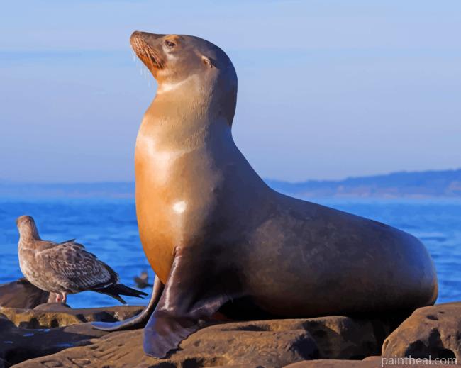 California Sea Lion Painting By Numbers Kits