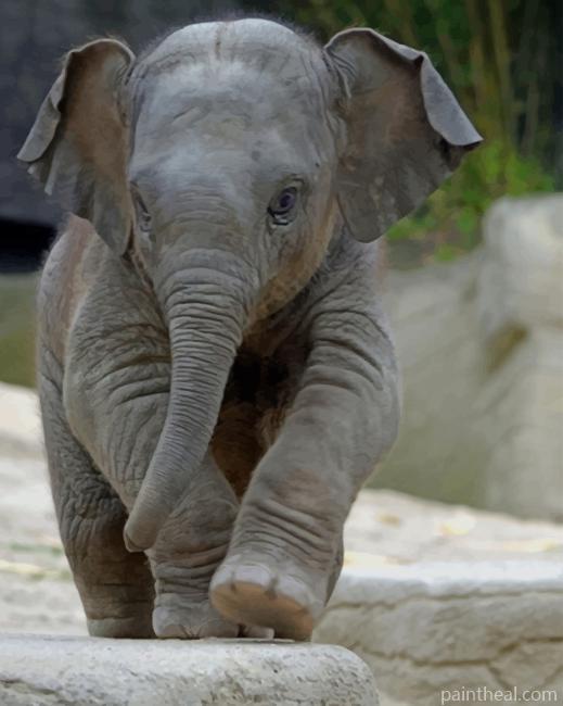 Baby Elephant Painting By Numbers Kits