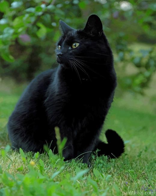 Black Cat In The Grass Painting By Numbers Kits