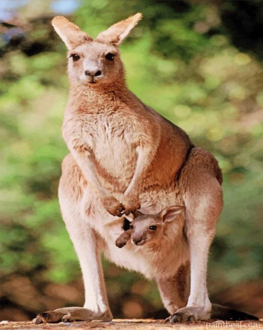 Kangaroo With Her Baby Painting By Numbers Kits