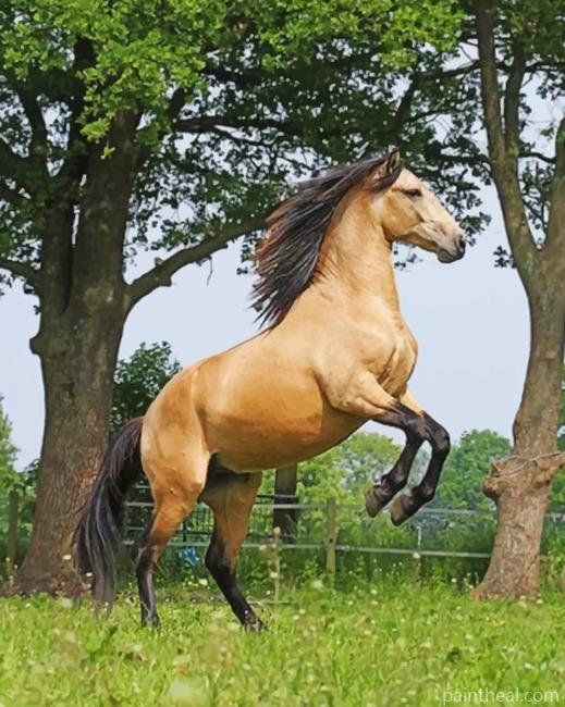 Dun Horse Painting By Numbers Kits