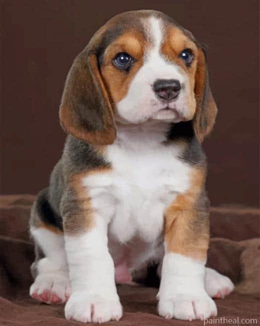 Baby Beagle Dog Painting By Numbers Kits