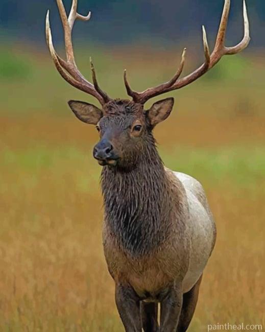 Elk Deer In Jungle Painting By Numbers Kits
