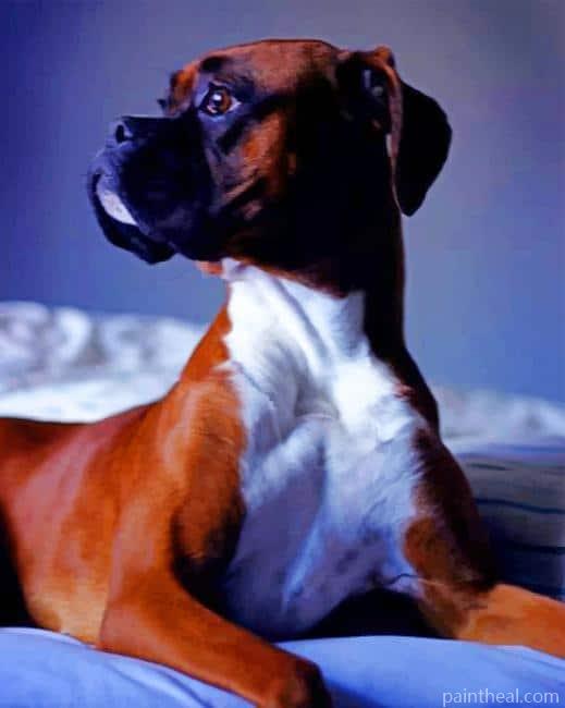 Boxer Dog Animal Painting By Numbers Kits