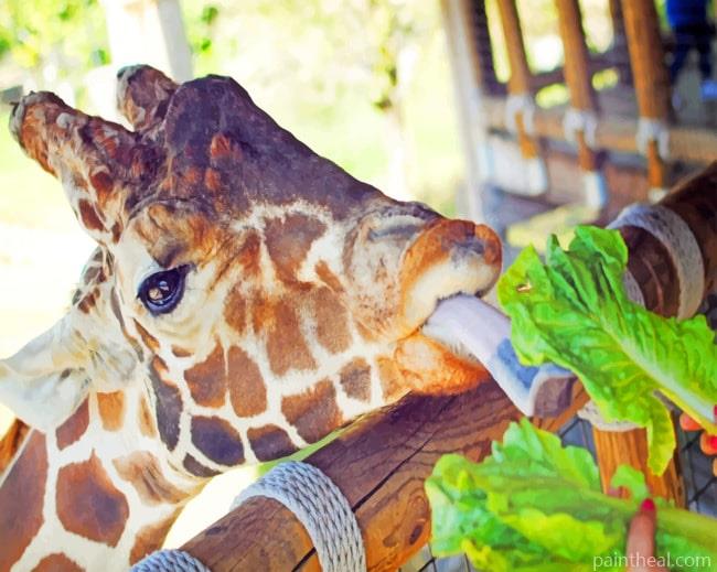 Giraffe In Zoo Painting By Numbers Kits