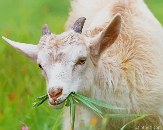 White Little Goat Painting By Numbers Kits