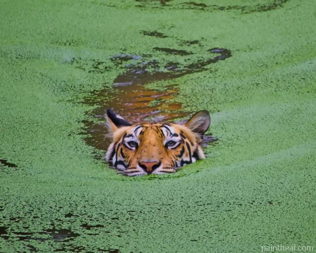 Wild Tiger In Swamp Painting By Numbers Kits
