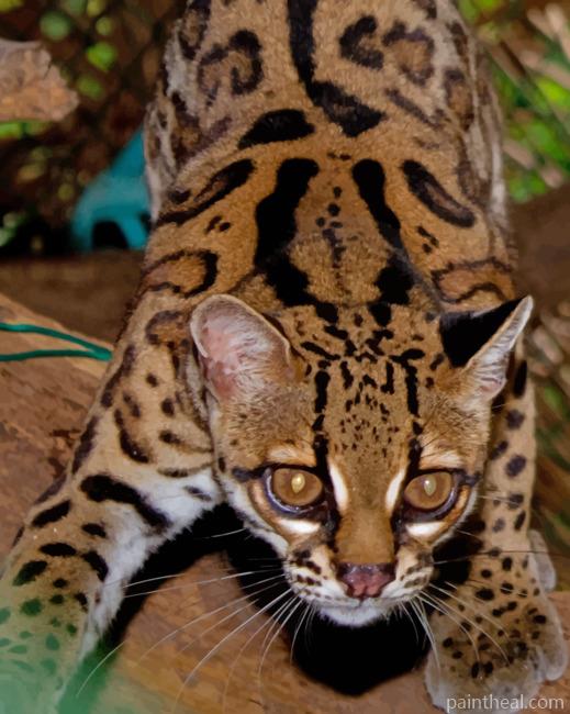 Margay Cat Painting By Numbers Kits