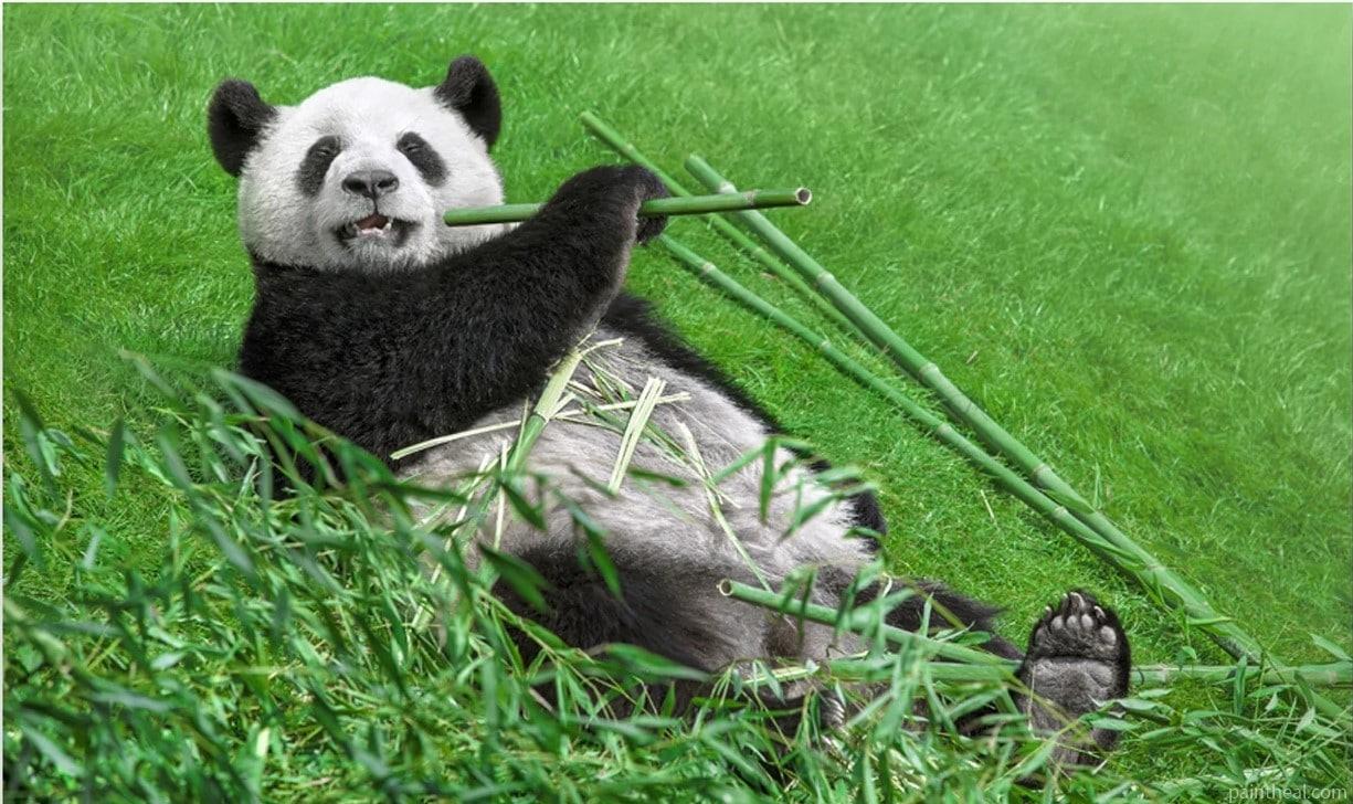 Panda In Grass Painting By Numbers Kits