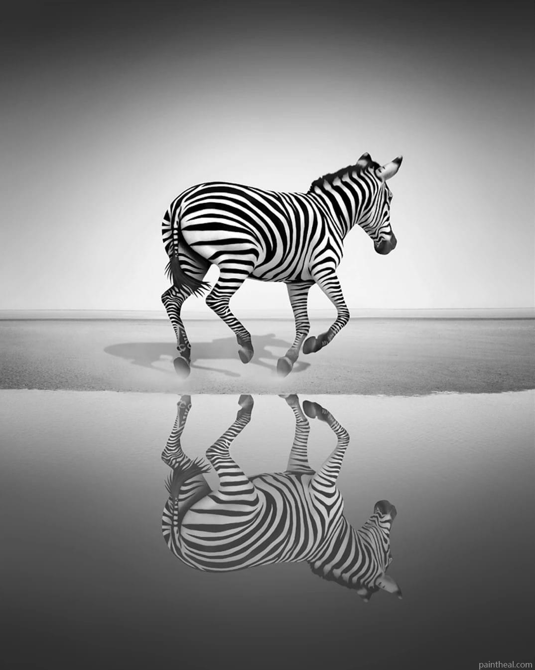 Black and White Zebra Painting By Numbers Kits