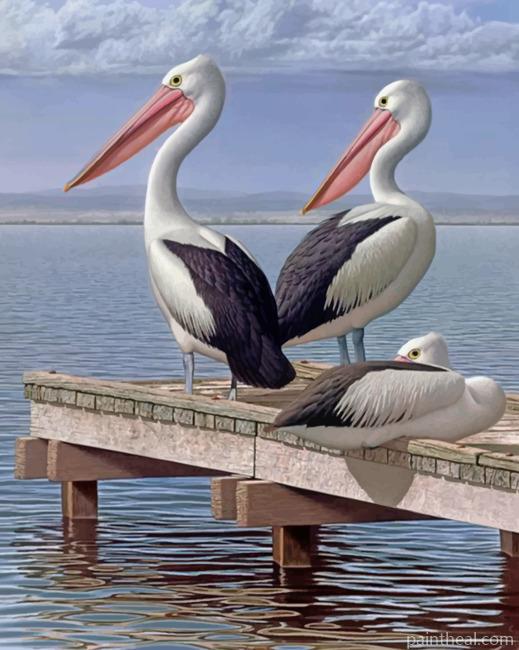 Pelican Birds Painting By Numbers Kits