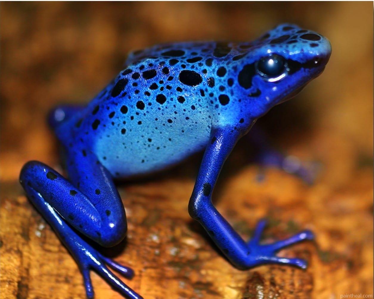 Blue Poison Dart Frog Painting By Numbers Kits