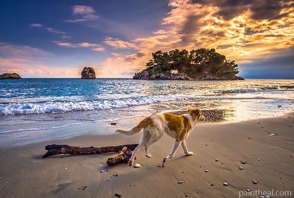 Dog Walking On The Beach Painting By Numbers Kits