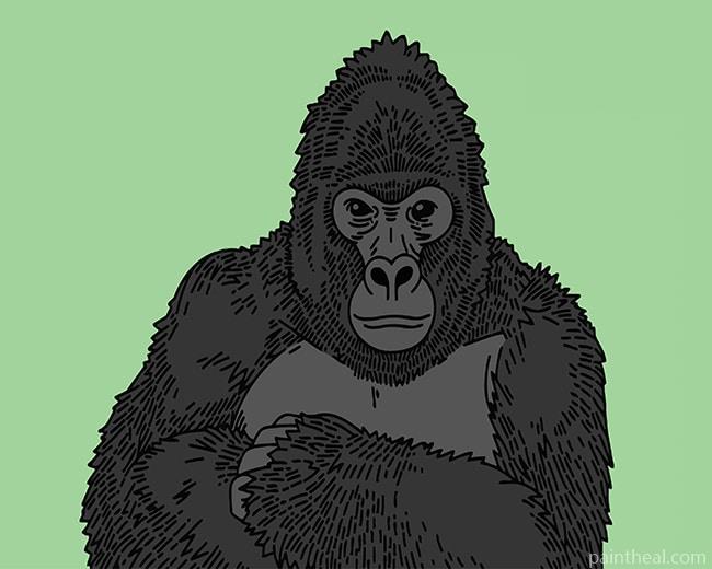 Gorilla Painting By Numbers Kits