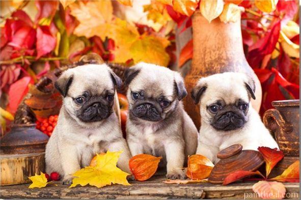 Baby Pugs Painting By Numbers Kits