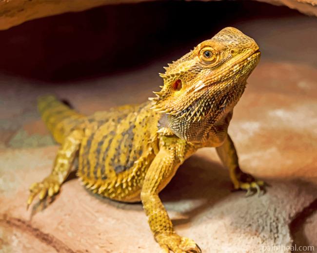 Bearded Dragon Painting By Numbers Kits