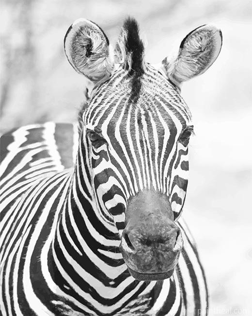 Zebra Black And White Painting By Numbers Kits