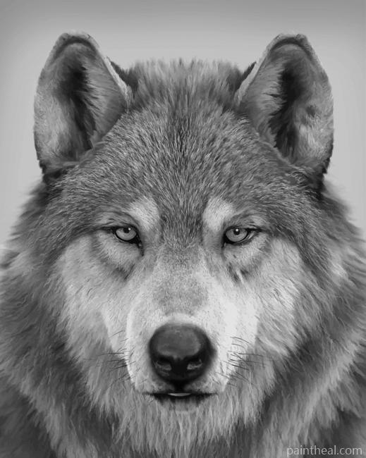 Wolf Portrait Painting By Numbers Kits