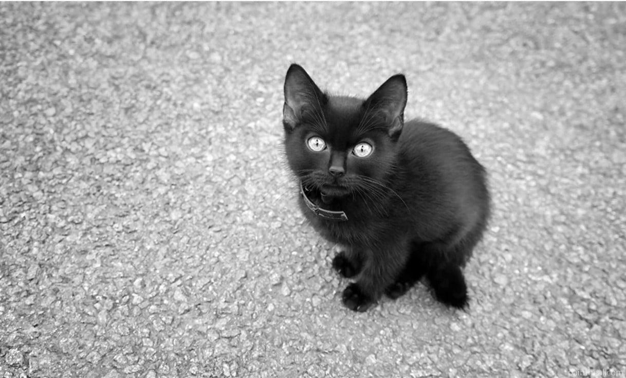 Black And White Kitten Painting By Numbers Kits