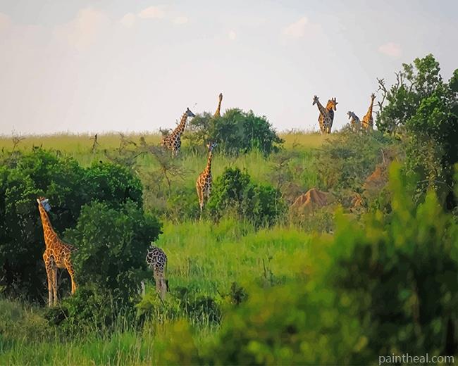 Giraffes In National Park Uganda Africa Painting By Numbers Kits