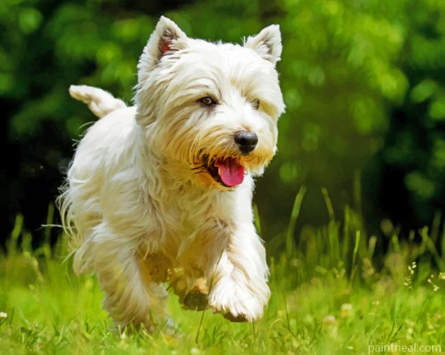 West Highland Terrier Painting By Numbers Kits