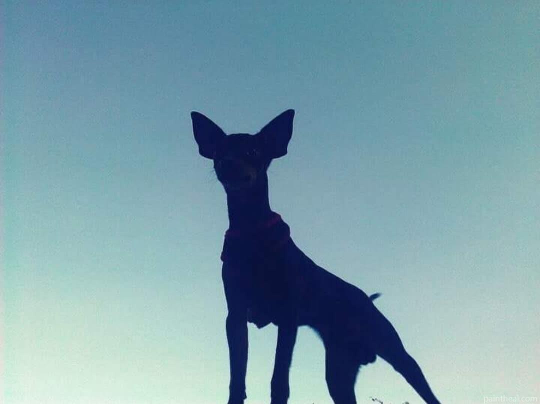 Peruvian Hairless Silhouette Painting By Numbers Kits