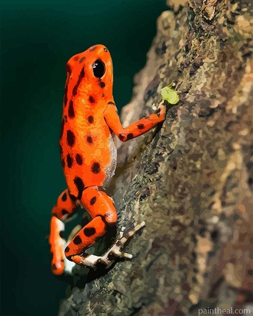 Orange Frog Painting By Numbers Kits