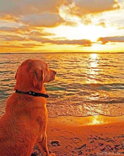 Dog Watching Sunset Painting By Numbers Kits