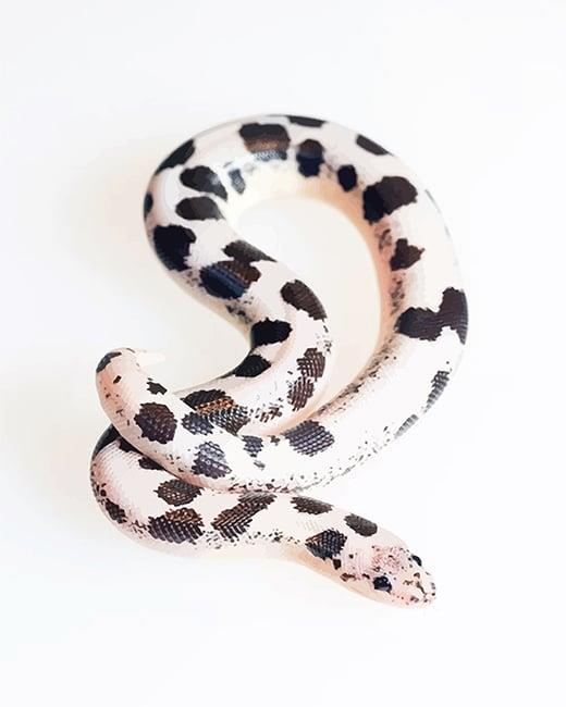 Snake With Polka Dots Painting By Numbers Kits
