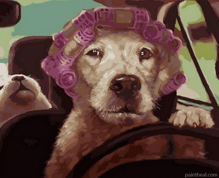 Dog Driving Car Painting By Numbers Kits