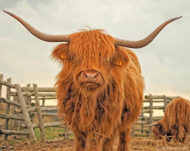 Highland Cattle Painting By Numbers Kits