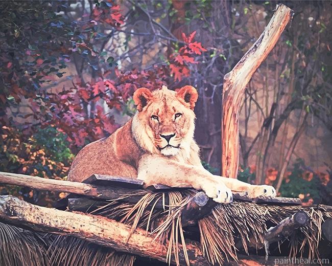 Wildlife Lion Painting By Numbers Kits
