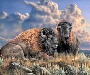 Wild Buffalo Painting By Numbers Kits