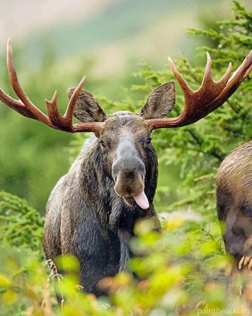 Funny Moose Painting By Numbers Kits