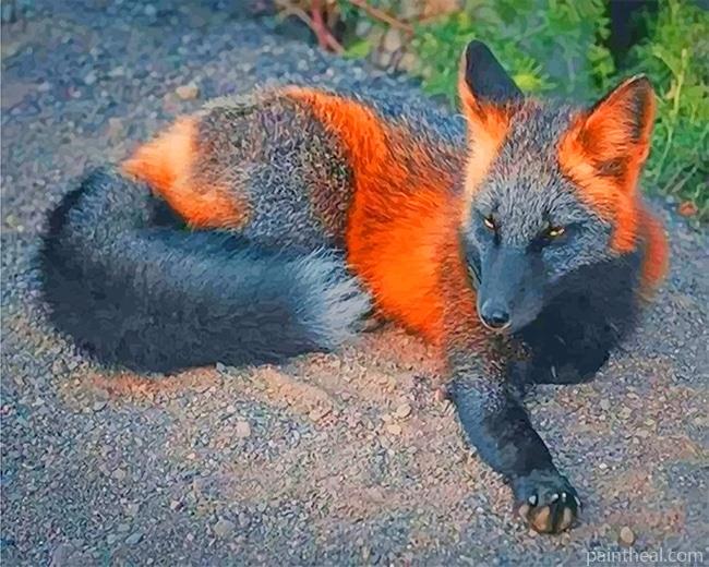 Black Fire Fox Painting By Numbers Kits