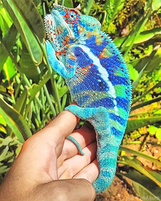 Blue Chameleon Painting By Numbers Kits