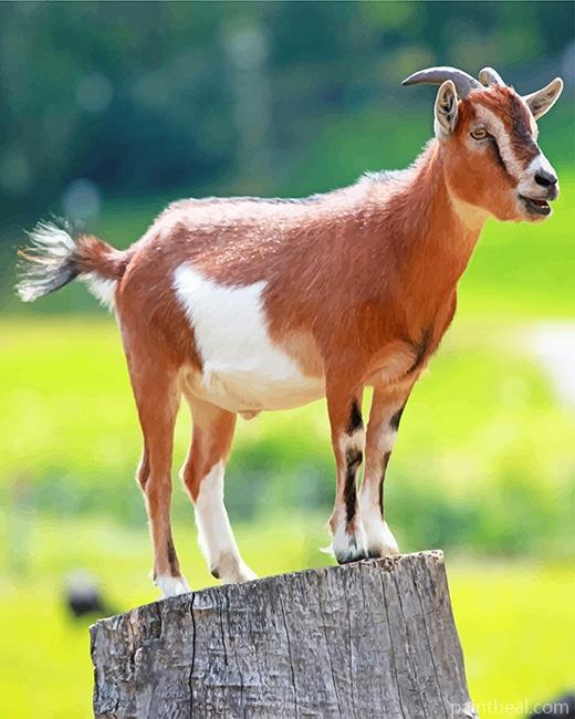 Brown Goat Painting By Numbers Kits