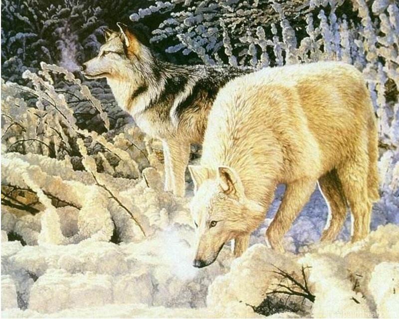 Arctic Wolves In Snow Painting By Numbers Kits
