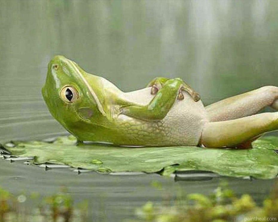 Sleepy Frog Painting By Numbers Kits