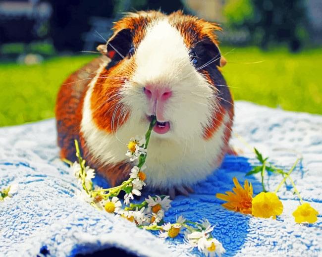 Lone Guinea Pig Painting By Numbers Kits