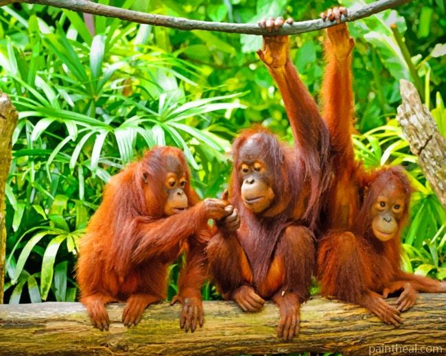 Orangutan Monkeys Painting By Numbers Kits