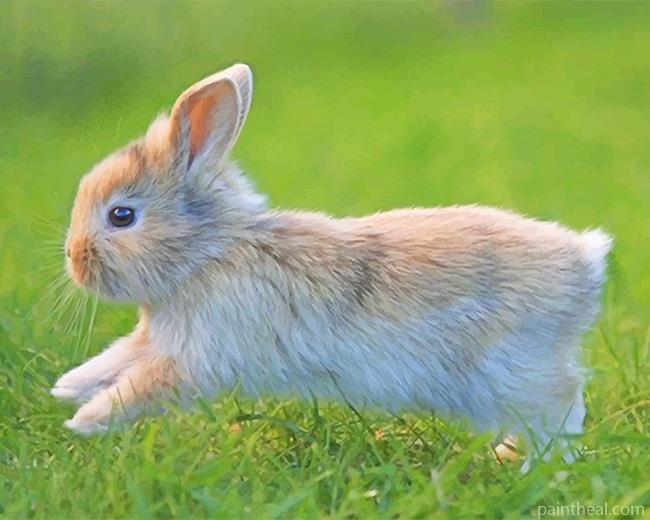 Rabbit In Grass Painting By Numbers Kits