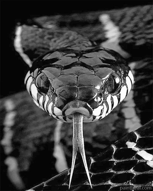 Black And White Snake Painting By Numbers Kits
